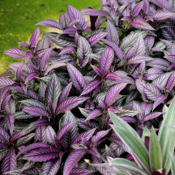 National Plant Network 4 In Persian Shield Purple Bloom Strobilanthes Plant 3 Piece Hd1038 The Home Depot