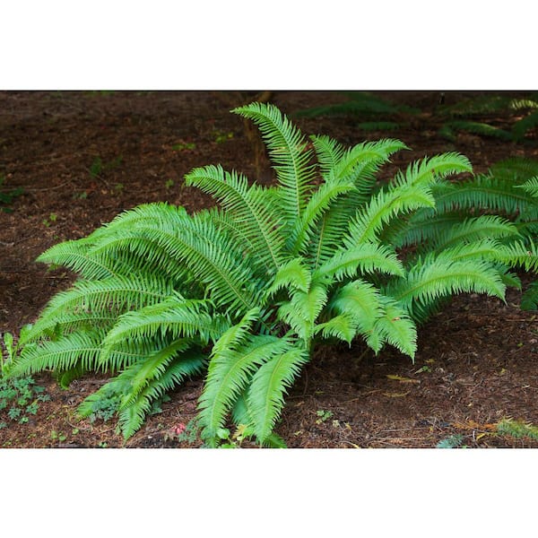 Online Orchards 1 Gal. Sword Fern Shrub With Long Soft Fronds Great for Heavy Shade
