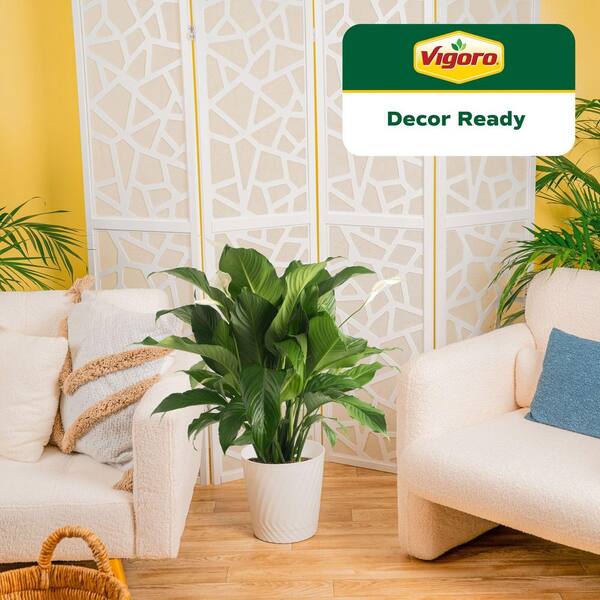 Vigoro Spathiphyllum Peace Lily Indoor Plant in 9.25 in. White