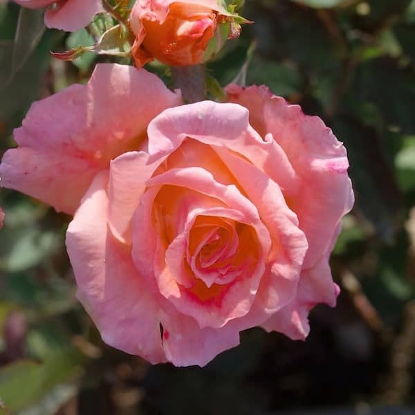 national PLANT NETWORK Bare Root Rose Cherish with Apricot Flowers