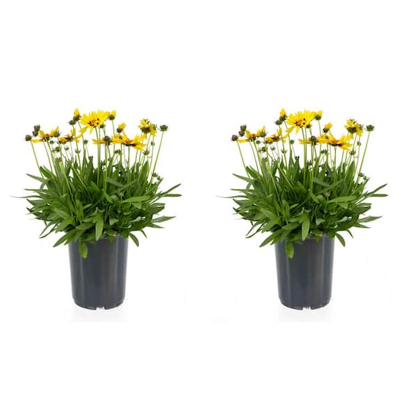 Unbranded 2.5 qt. Coreopsis G. Sunkiss Perennial Plant with Yellow and Burgundy Bicolor Flowers-(2-Pack)