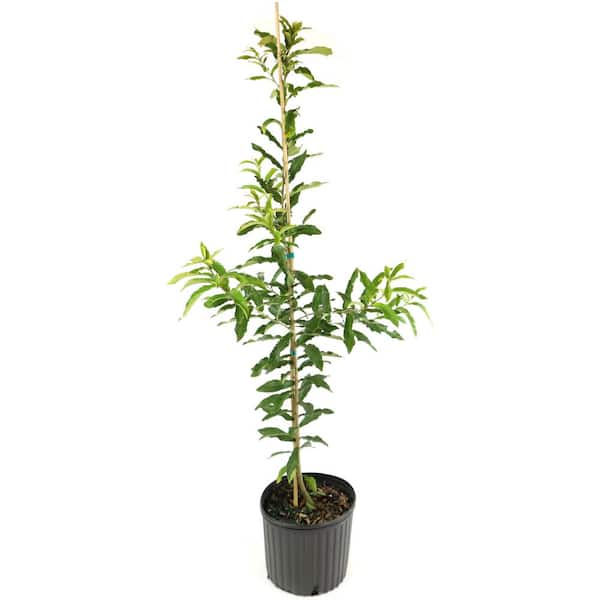 2.25 Gal. Deciduous Sawtooth Oak Tree