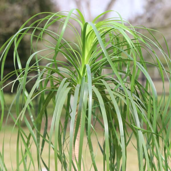 5.5 in. Cottage Hill Ponytail Palm Plant in Pot