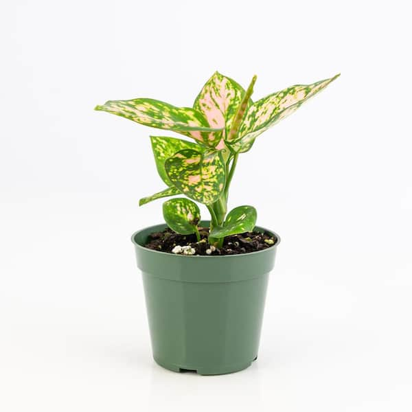 national PLANT NETWORK 4 in. Chinese Evergreen Lucky Red Aglaomema Plant in Grower Pot (4-Piece)