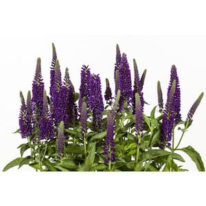 3 Gal. Vernique Dark Blue Veronica Live Flowering Full Sun Perennial Plant with Violet Blue Flowers