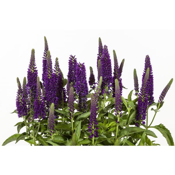 BELL NURSERY 3 Gal. Vernique Dark Blue Veronica Live Flowering Full Sun Perennial Plant with Violet Blue Flowers