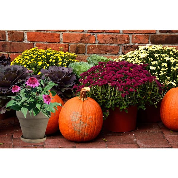 Vigoro 2.5 qt. Echinacea Cone Flower Double Scoop Watermelon
