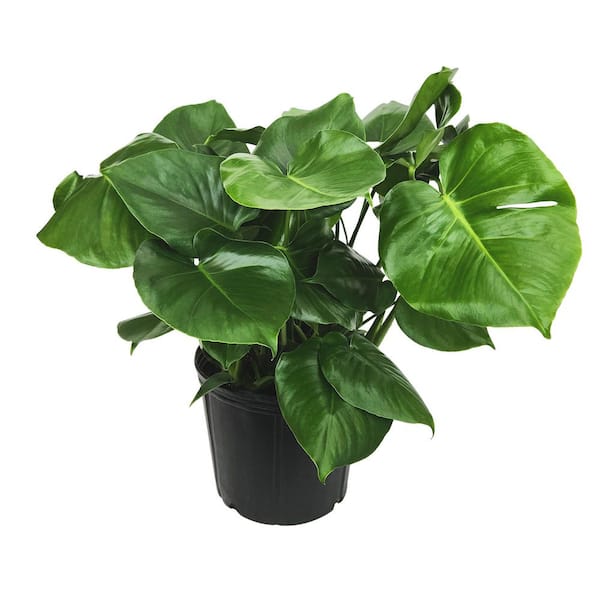 Monstera Plants - The Home Depot