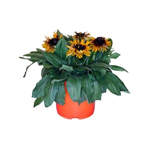 8.25 in. 1.5 Gal. Rudbeckia Plant Yellow Flower in Grower's Pot
