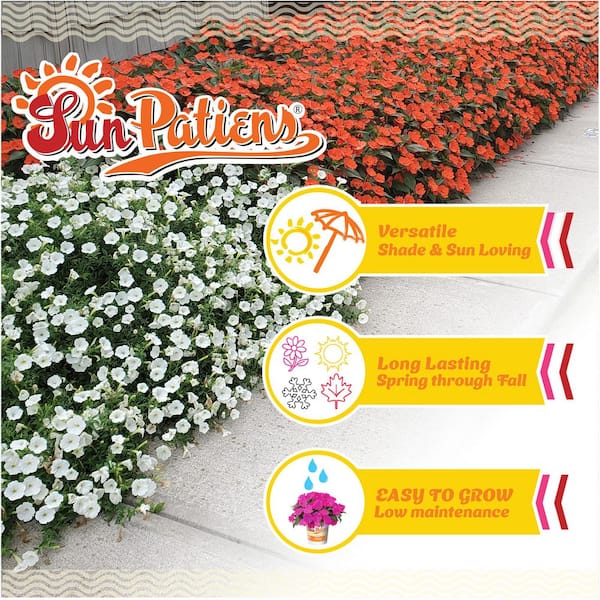 1 Qt. Compact Royal Magenta SunPatiens Impatiens Outdoor Annual Plant with Purple Flowers