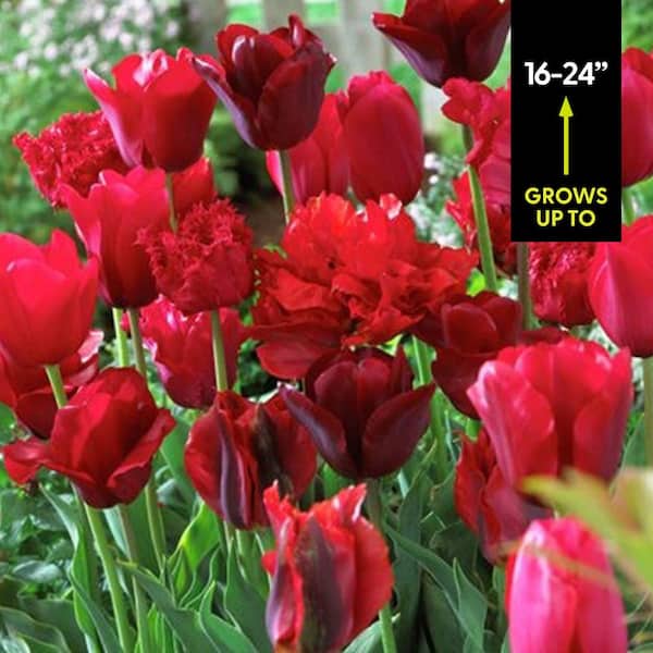 VAN ZYVERDEN Red Tulips Non-Stop Red Blend Bulbs (25-Pack) 87016