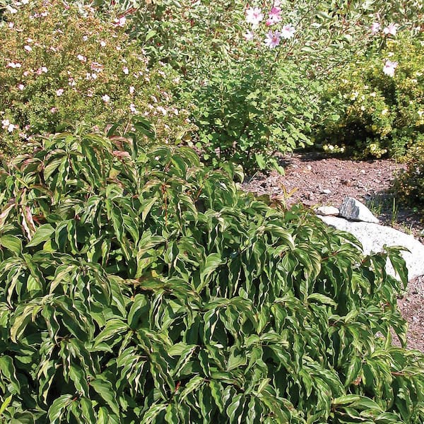 VAN ZYVERDEN 4 in. Cornus Kelsey's Dwarf Potted Rocketliners Shrub (Set of 1 Plant)