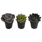 9 cm. Assorted Desert Rose Echeveria Succulent Plant (3-Pack)