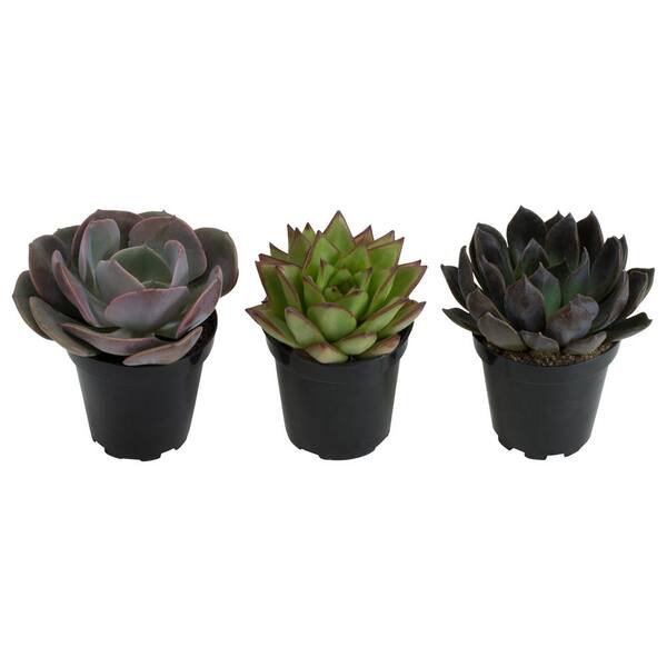 SMART PLANET 9 cm. Assorted Desert Rose Echeveria Succulent Plant (3 ...