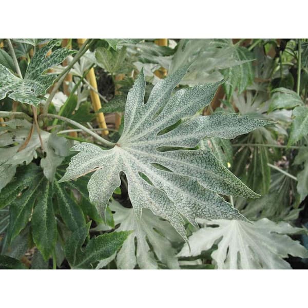 Wekiva Foliage Speckled Spider Web Aralia-Live Plant in a 6 Inch Pot-Fatsia Japonica Spider-Fast Growing Hardy Evergreen