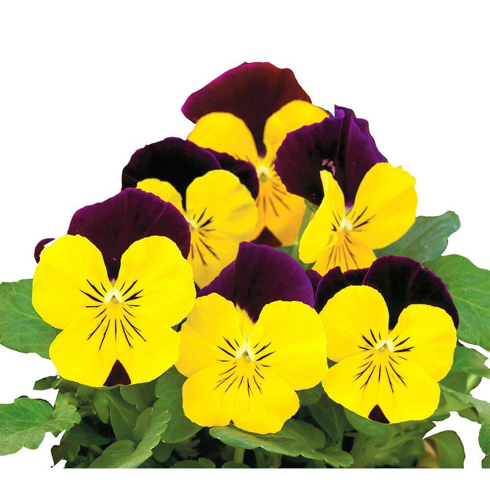 6PK Viola Annual Plant with Purple and Yellow Bicolor Flowers-2 Pack