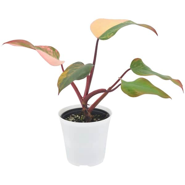 Arcadia Garden Products 4 in. Strawberry Shake Philodendron Plant in White Plastic Pot Cover