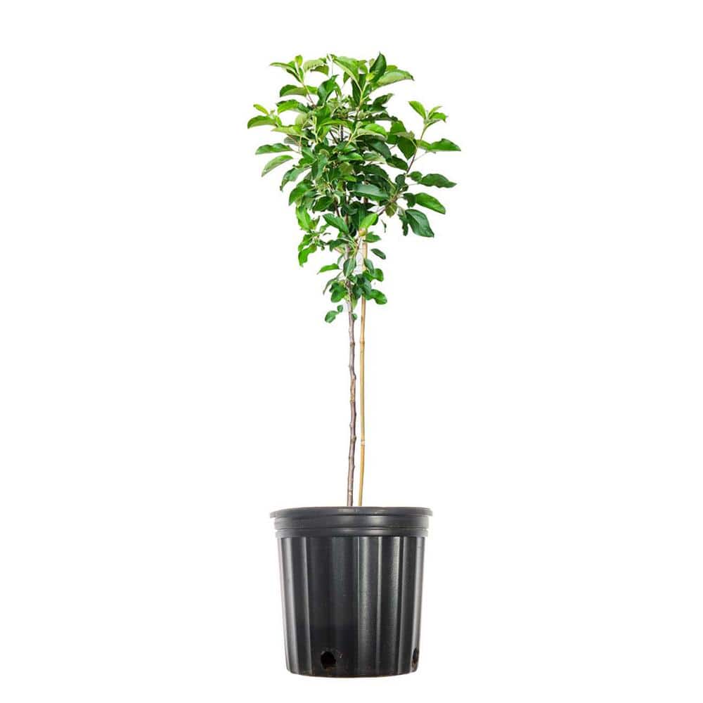 2 ft. to 3 ft. Tall Gala Apple Tree with Delicate Pink and White Flowers and Bright Red Fruit price history on PriceWatchPro