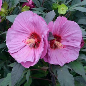 Bareroot Summerific 'Berry Awesome' Hardy Hibiscus (2-Piece)