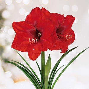 26/28 cm Red Lion Amaryllis Flower Bulbs (Bag of 6)