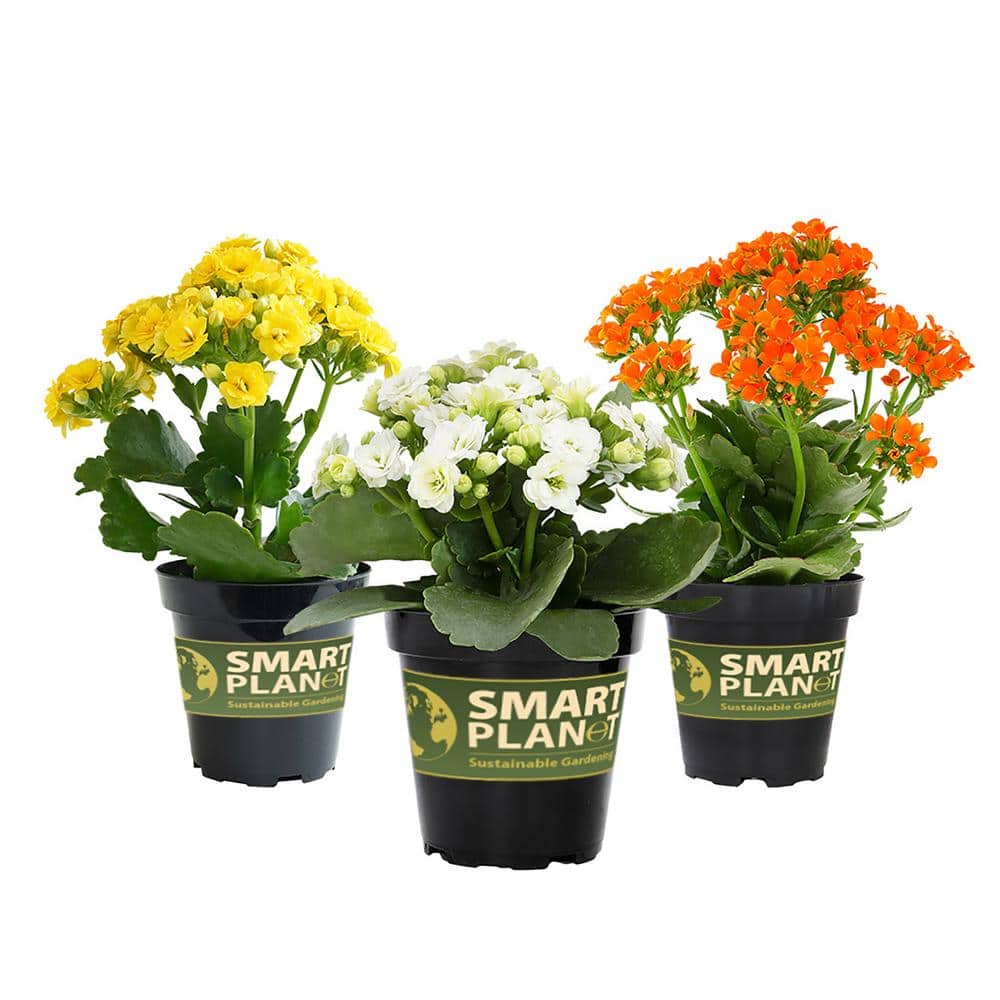Assorted Color Kalanchoe Succulent Plants in Black Pots, 3-Pack