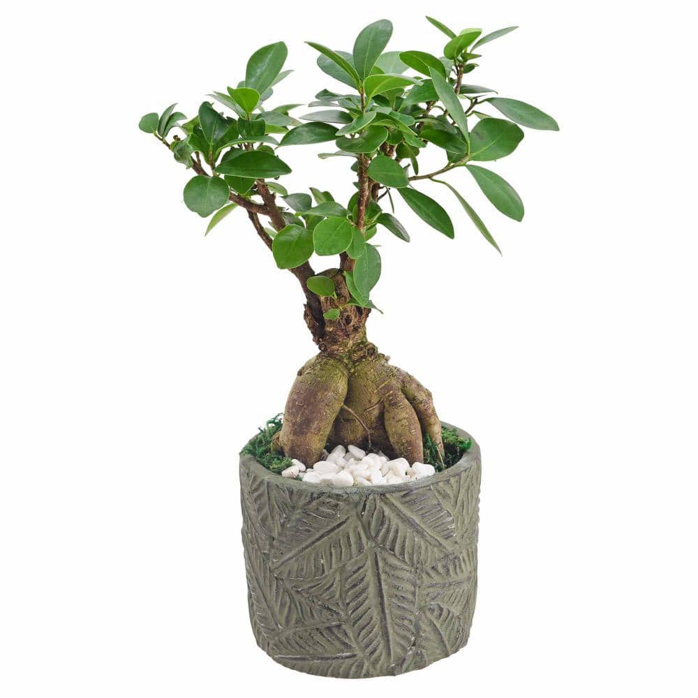 FICUS GINSENG KOKEDAMA Banyan Bonsai ficus Retusa-good Fengshui Plants-zen  Garden-plants With Attitude-home Gifts -  Canada
