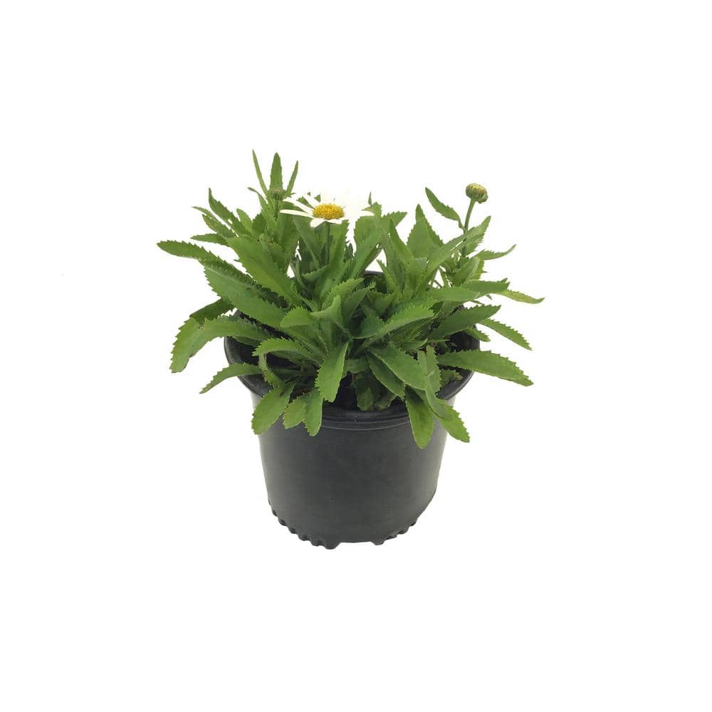 Shasta Daisy Leucanthemum Snowlady Live Plant