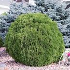 2.25 Gal. Pot Woodward Globe Arborvitae (Thuja), Live Evergreen Shrub (1-Pack)