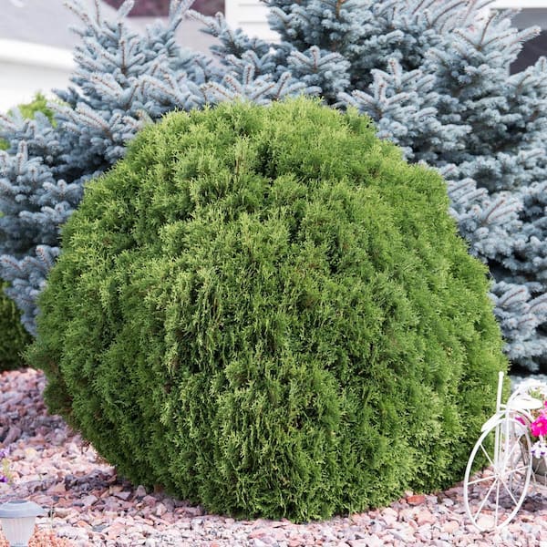 Gardens Alive! 2.25 Gal. Pot Woodward Globe Arborvitae (Thuja), Live ...