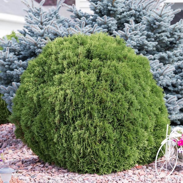 Spring Hill Nurseries 1 Gal. Pot, Woodward Globe Arborvitae Potted Evergreen Shrub (1-Pack)