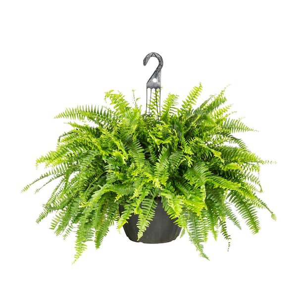 2.25 Gal. Boston Fern Hanging Basket Tropical Plant