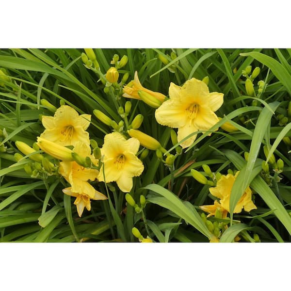 1 Gal. Stella D'oro Daylily Large Reblooming Bright Yellow Blossoms Thrive in Almost any Environment