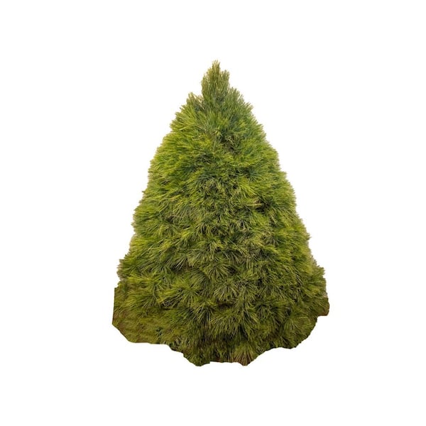 Unbranded 6 ft. to 7 ft. Freshly Cut Live White Pine Christmas Tree