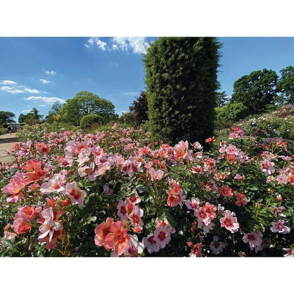 star rose plant Colette™ Rose main image 0