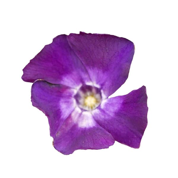 2.5 qt. Perennial Vinca minor Atropurpurea (2-Pack) 2488 - The