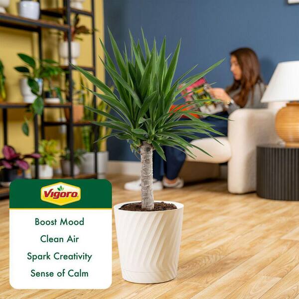 fertilizer for bamboo plants Bamboo Special 13-5-11 High Nitrogen Slow Release Fertilizer  Bamboo Plants  Online