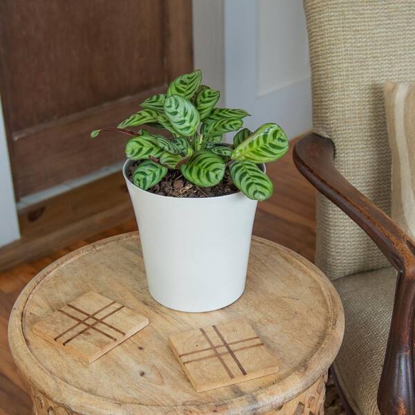 national PLANT NETWORK 4 in. Fishbone Prayer Plant Calathea Plant in Grower  Pot (4-Piece) HD7250 - The Home Depot