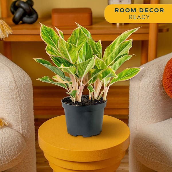 Aglaonema Creta Indoor Plant in 6 in. Grower Pot, Avg. Shipping Height 1-2 ft. Tall