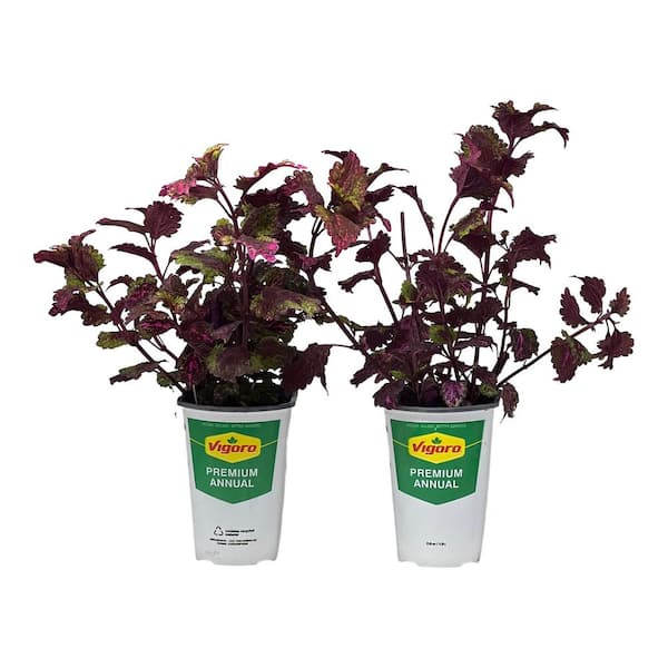 Vigoro 2.5 Qt. Vigoro Coleus Florida Sun Rose  in 6.33 in. Grower's Pot (2-Plants)