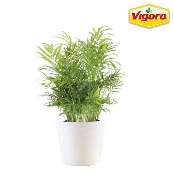 Vigoro 6 in. Neanthebella Palm Plant in White Decor Plastic Pot