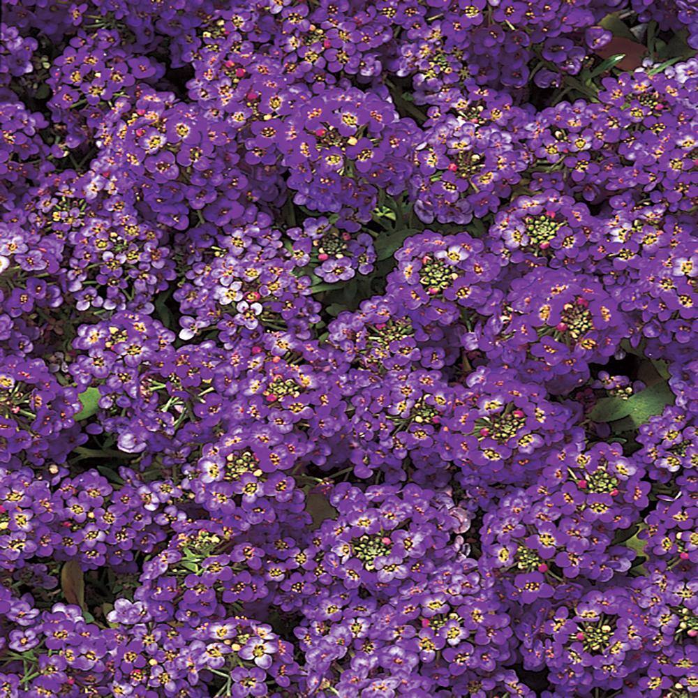 1.88-pint Purple Alyssum Plant (8-pack) 10020 - The Home Depot