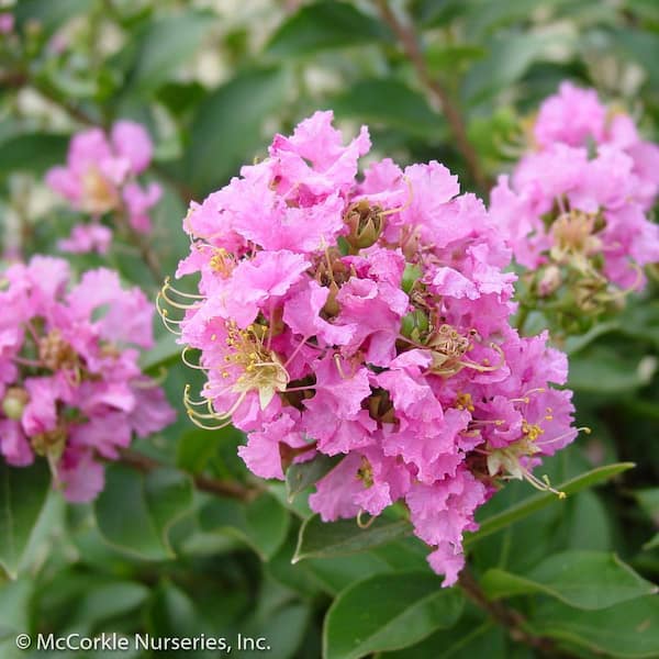 2 Gal. Dazzle Me Pink Crape Myrtle Dwarf Live Shrub (Lagerstroemia) with Bright Pink Flowers, Decidous