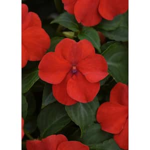 1.38 Pt. Beacon Red Impatiens Outdoor Annual Plant with Bright Red Flowers in Grower's Pot (4-Pack)