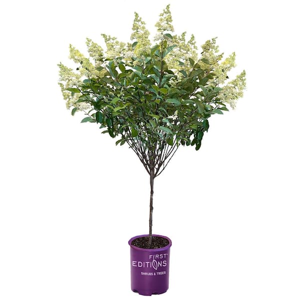 FIRST EDITIONS 5 Gal. Berry White Hydrangea Shrub Tree Form with White to Dark Pink Flowers