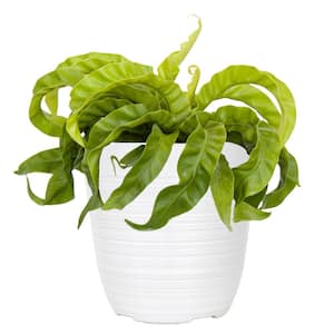 Hurricane Fern Plant in 6 inch White Decor Pot