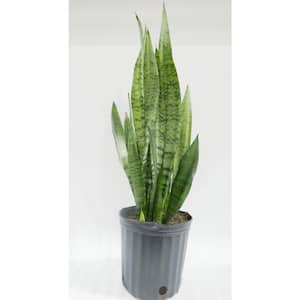 2 Gal. Snake Plant (Sansevieria) Live Tropical Indoor House Plant in 10 in. Nursery Pot