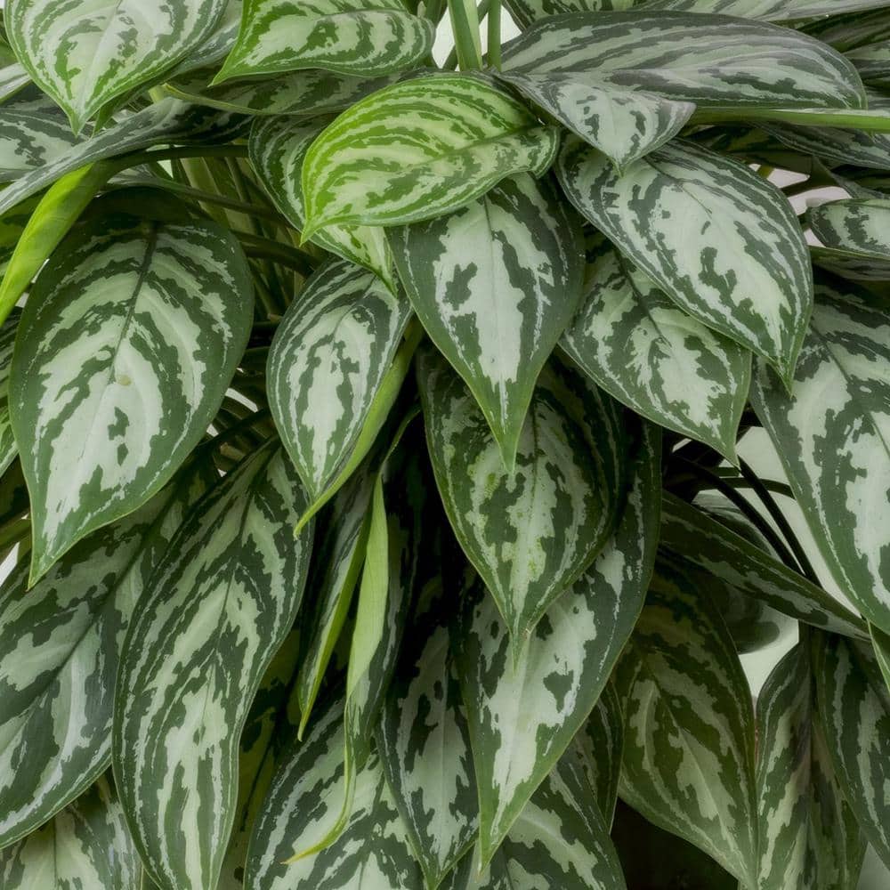 Aglaonema Maria 24" Black Plastic Indoor/Outdoor Plant