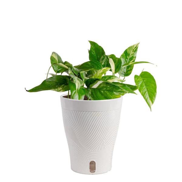 6 in. Trending Tropical Epipremnum Albo Plant in Planter Pot
