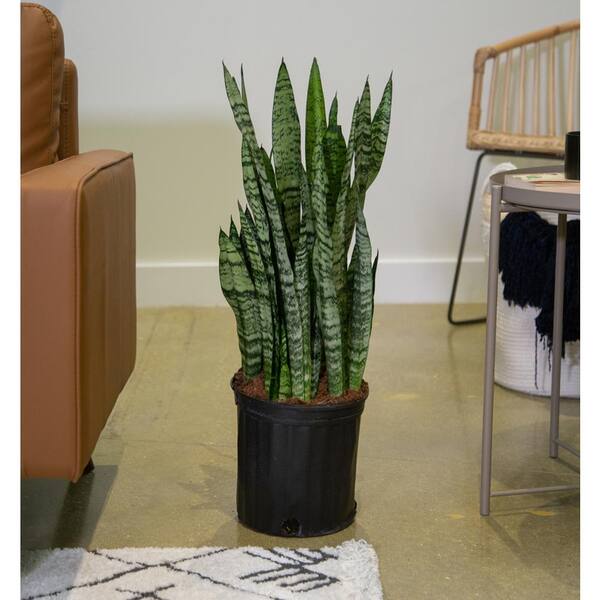 Costa Farms - Sansevieria Zeylanica Indoor Snake Plant in 8.75 in. Grower Pot, Avg. Shipping Height 1-2 ft. Tall
