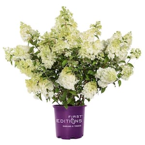 2.0 gal. Strawberry Sundae Hydrangea (Paniculata) Live Shrub Creamy White to Pink Flowers